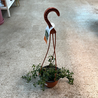 Dischidia sp. 5