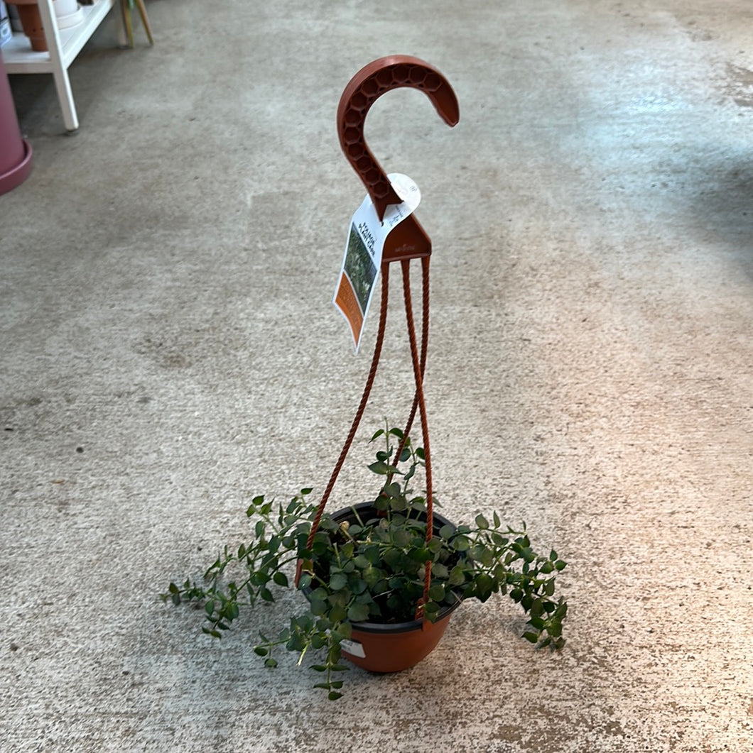 Dischidia sp. 5