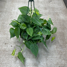 Load image into Gallery viewer, Philodendron cordatum 8&quot; HB