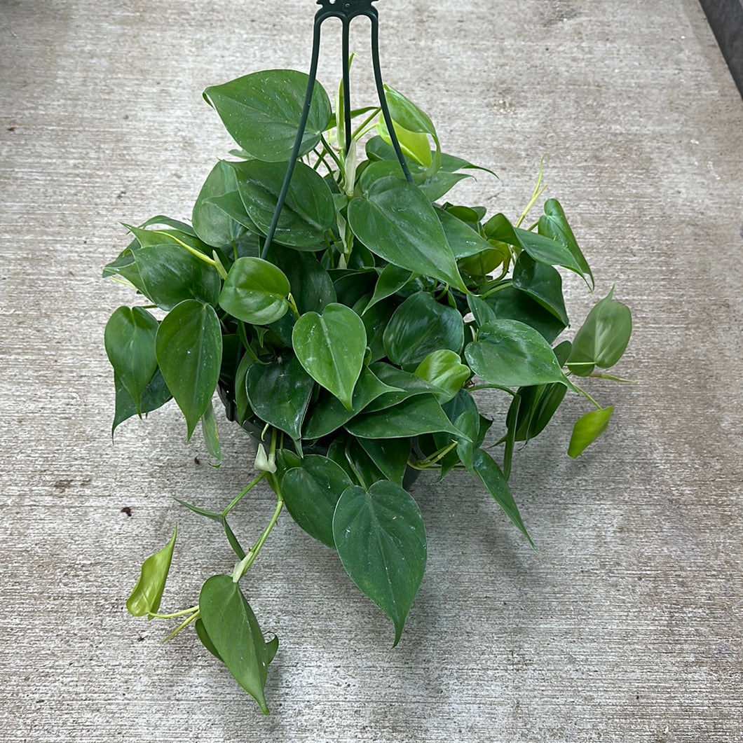 Philodendron cordatum 8