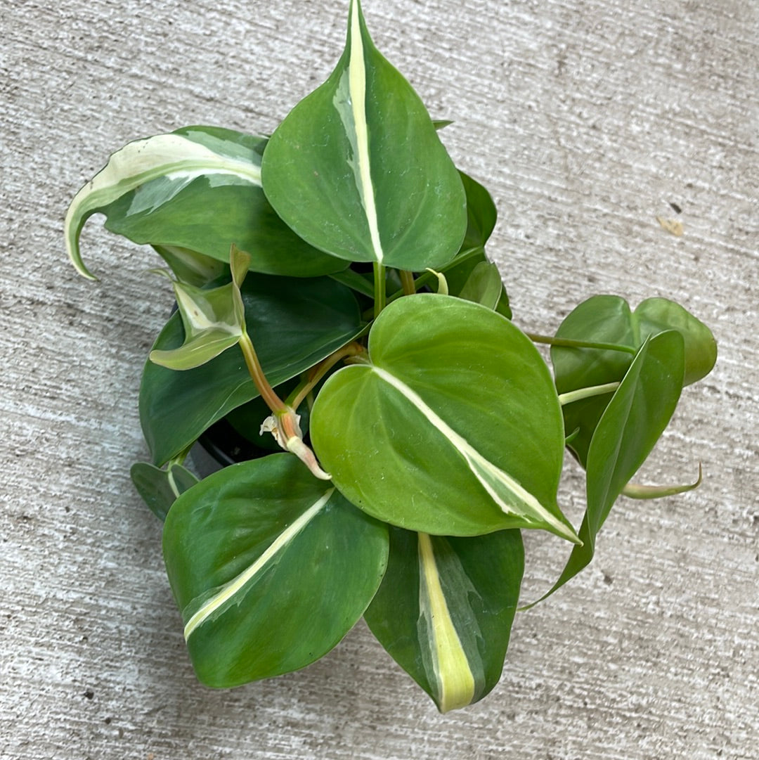 Philodendron Silver Stripe 4