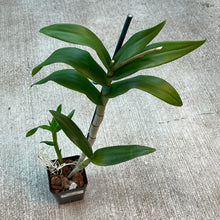 Load image into Gallery viewer, Dendrobium Somklat White