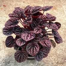 Load image into Gallery viewer, Peperomia c. &#39;Schumi Red&#39; 6&quot;