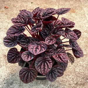 Peperomia c. 'Schumi Red' 6"