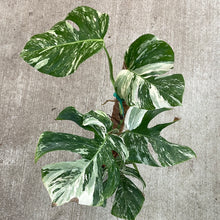 Load image into Gallery viewer, Monstera Albo 6&quot; - Plant E