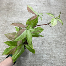 Load image into Gallery viewer, Syngonium Strawberry Milk 4&quot;