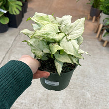 Load image into Gallery viewer, Syngonium Holly 6&quot;