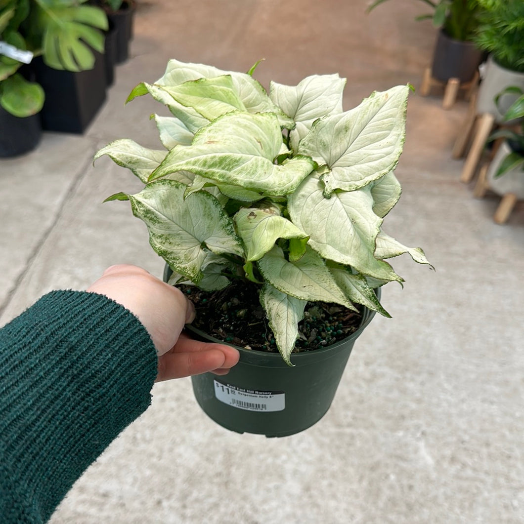 Syngonium Holly 6