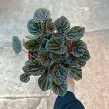 Load image into Gallery viewer, Peperomia sp. 6&quot; - Ripple Peperomia