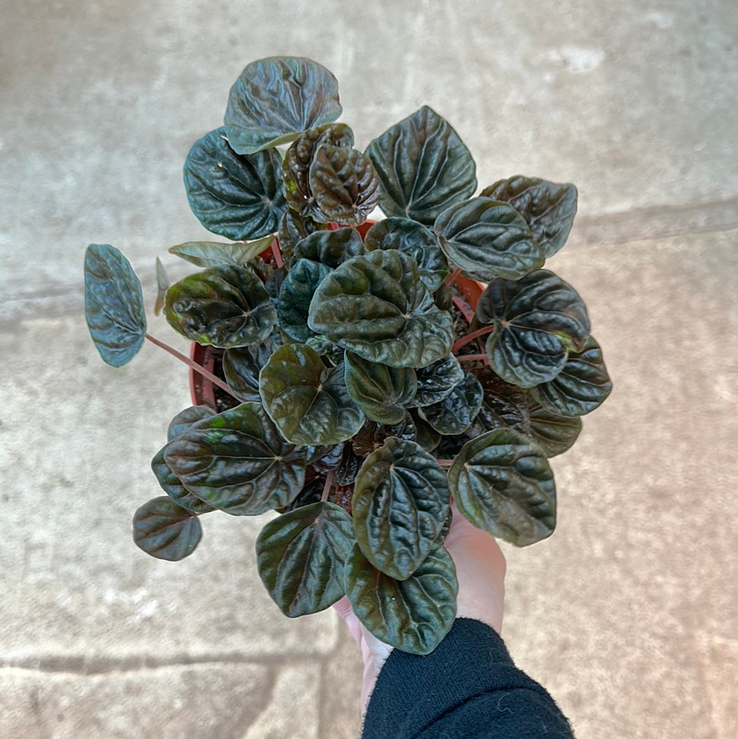 Peperomia sp. 6