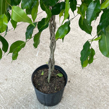 Load image into Gallery viewer, Ficus benjamina braid 10&quot; - Weeping Fig