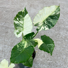 Load image into Gallery viewer, Alocasia Gageana Variegata 6&quot;