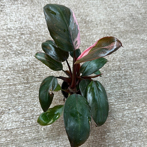 Philodendron Pink Princess 2"