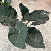Load image into Gallery viewer, Alocasia &#39;Regal Shield&#39; 8&quot;