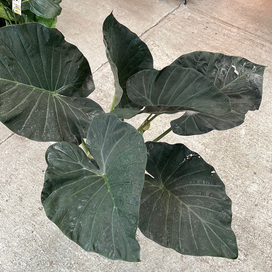 Alocasia 'Regal Shield' 8