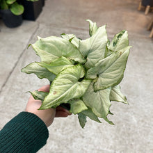 Load image into Gallery viewer, Syngonium Holly 6&quot;
