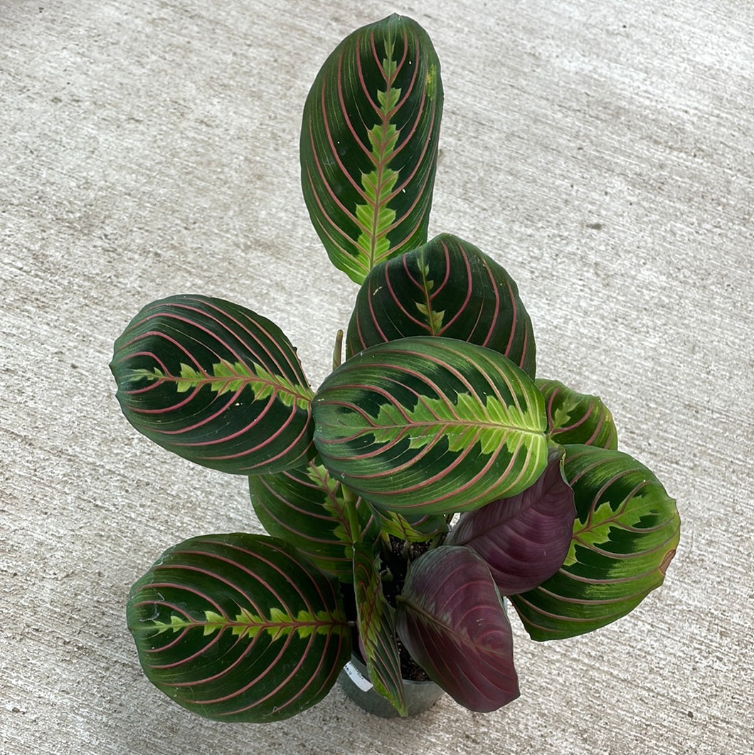 Maranta Red 4