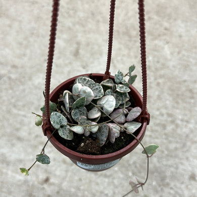 Ceropegia woodii variegated 4