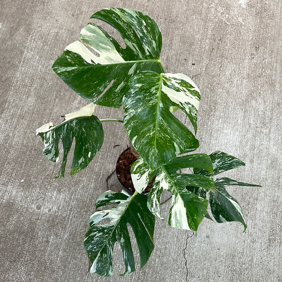 Monstera Albo 6" - Plant C  Kent East Hill Nursery
