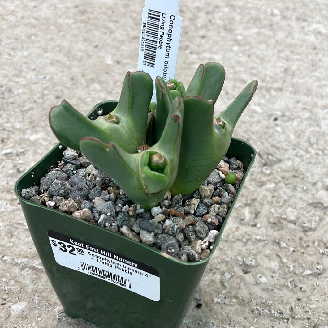 Conophytum biobum 4