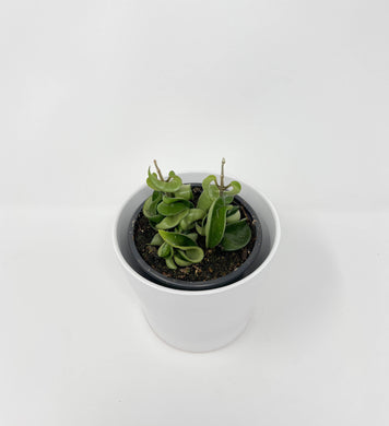 Hoya Compacta Green 4