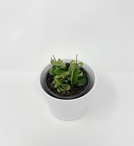 Hoya Compacta Green 4"