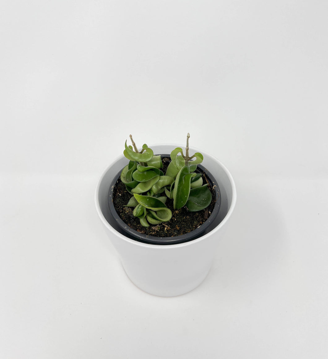 Hoya Compacta Green 4