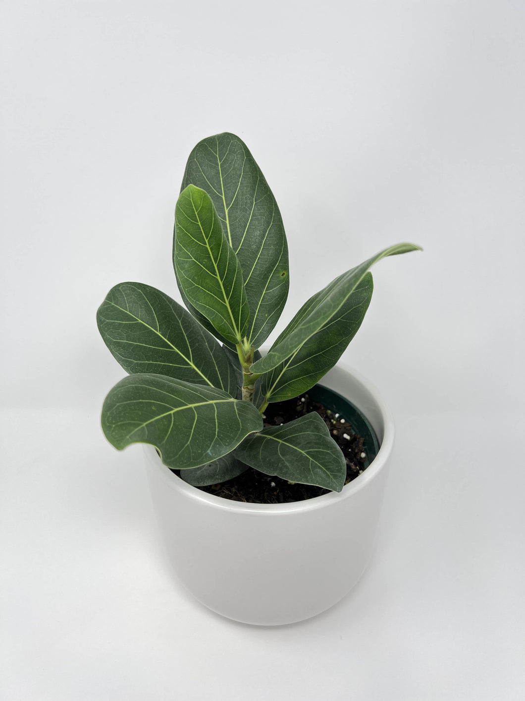 ficus audrey near me Ficus Audrey 6" – Kent East Hill Nursery