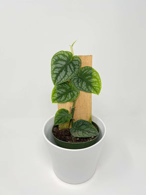 Monstera dubia 4