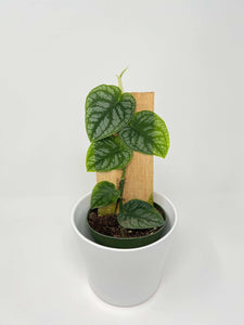caring for an monstera dubia Monstera dubia 4" – Kent East Hill Nursery