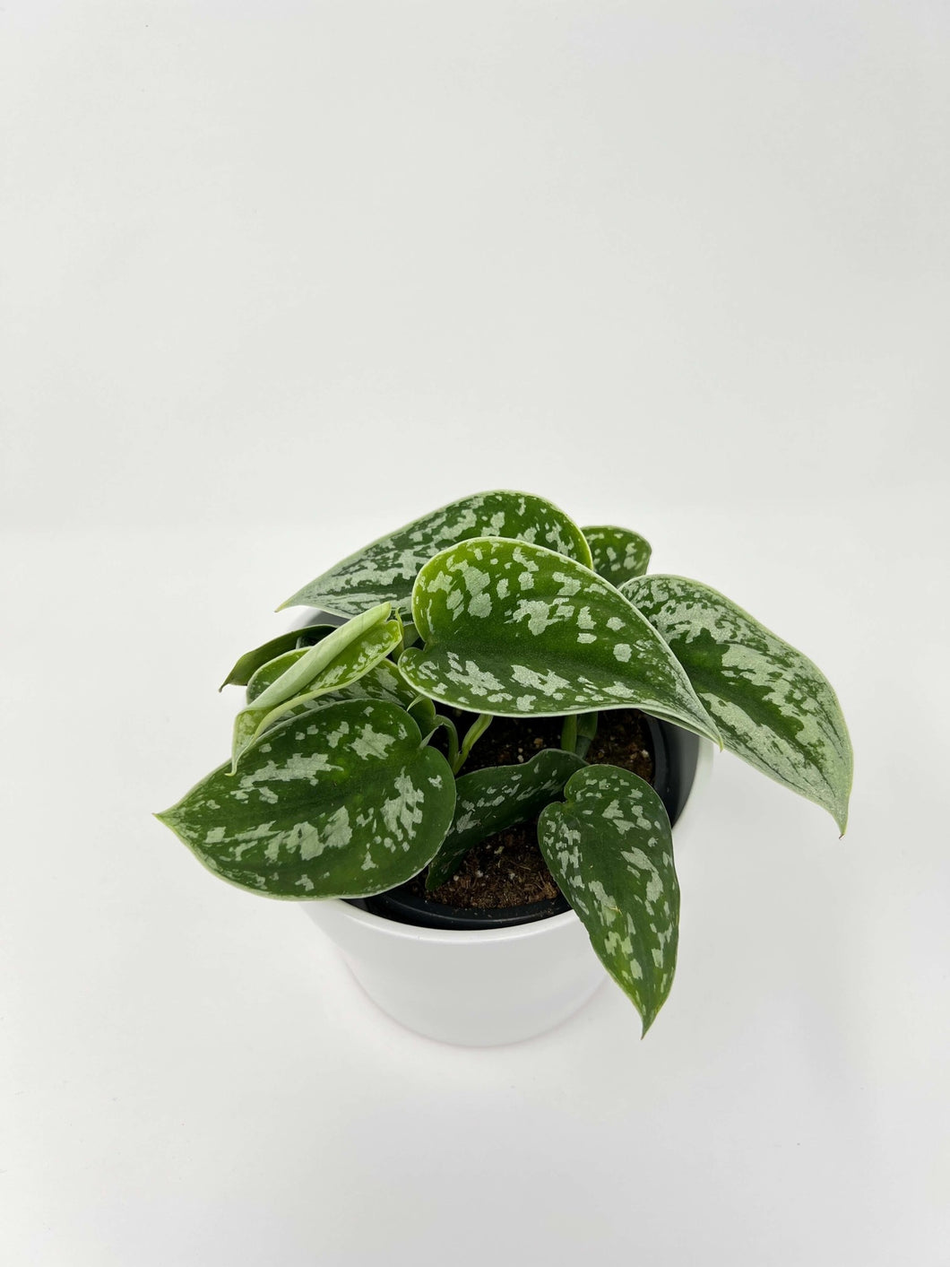 Scindapsus Silvery Ann 4