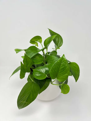Epipremnum 'Jade' 6