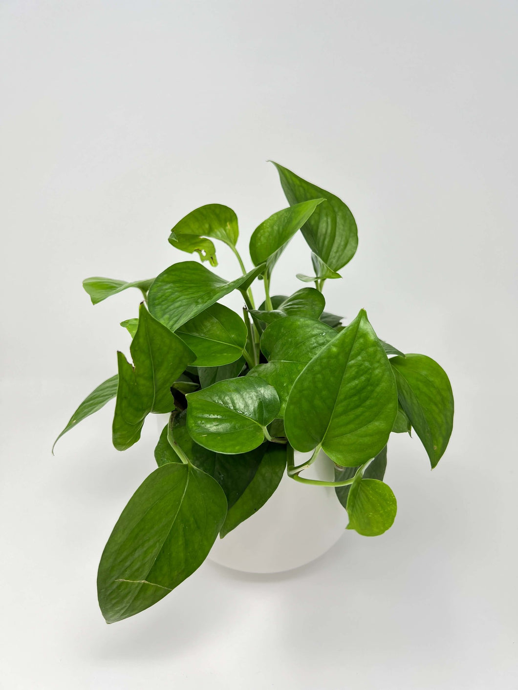 Epipremnum 'Jade' 6