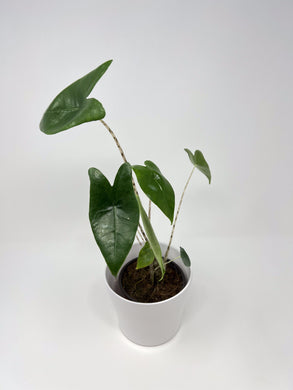 Alocasia Zebrina 4