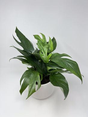 Epipremnum aureum 6
