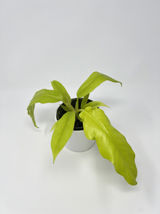 Philodendron Ring of Fire Golden 4"