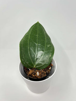 Hoya latifolia 'Big Leaf'