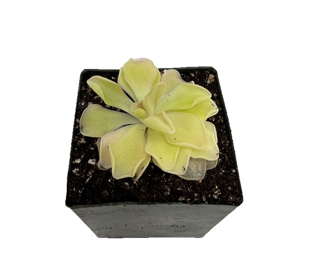 Pinguicula pirouette
