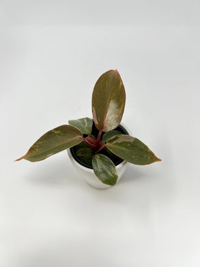 Philodendron Pink Princess 2