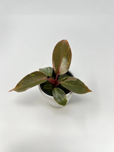 Philodendron Pink Princess 2"