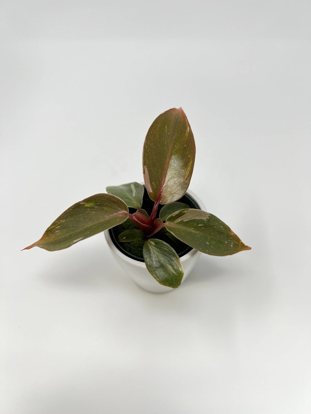 Philodendron Pink Princess 2