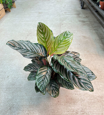 Calathea Ornata 6