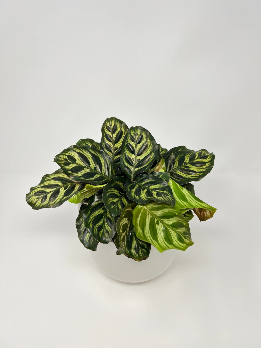 Calathea makoyana 6