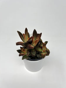 Kalanchoe tomentosa 4" - Panda Plant