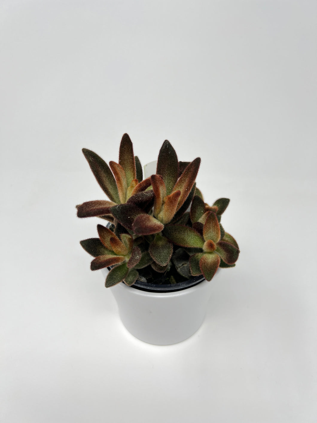Kalanchoe tomentosa 4