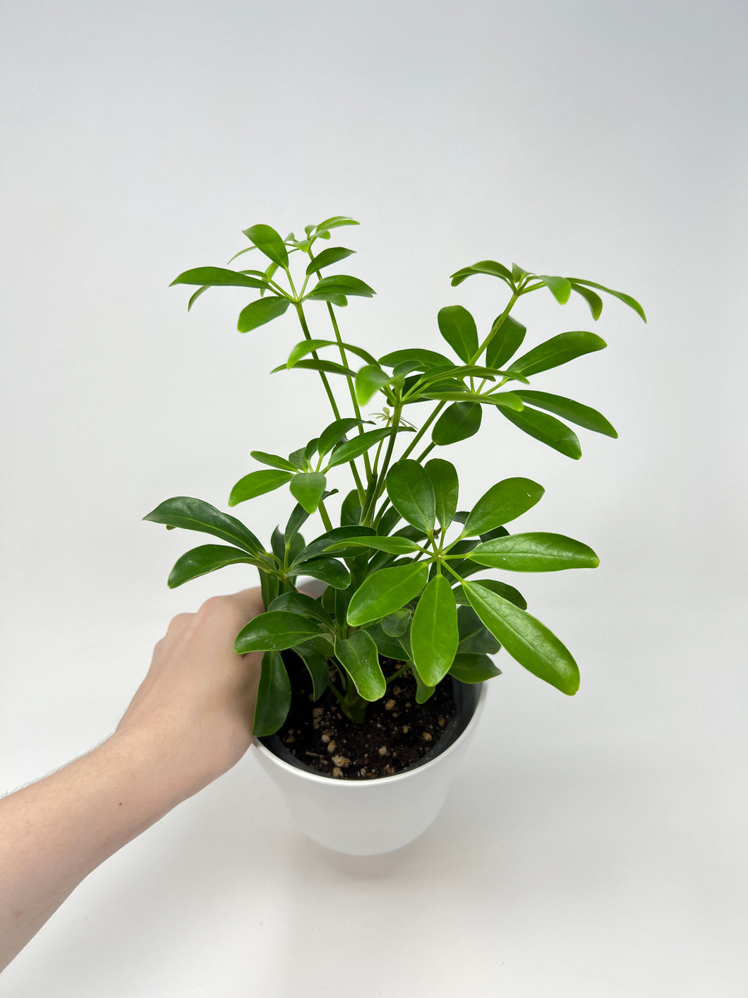 Schefflera arboricola 4