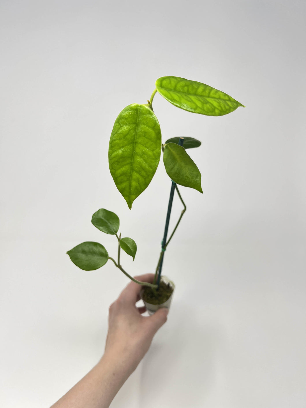 Hoya gigas 2