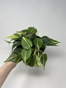 Philodendron 'Silver Stripe' 6"