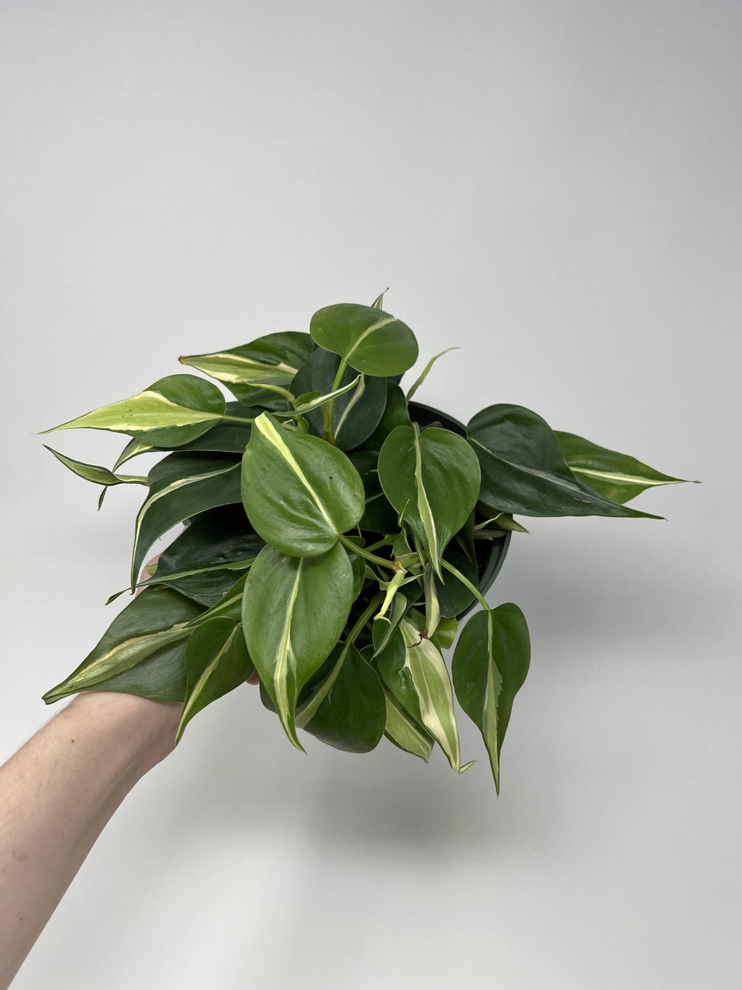 Philodendron 'Silver Stripe' 6