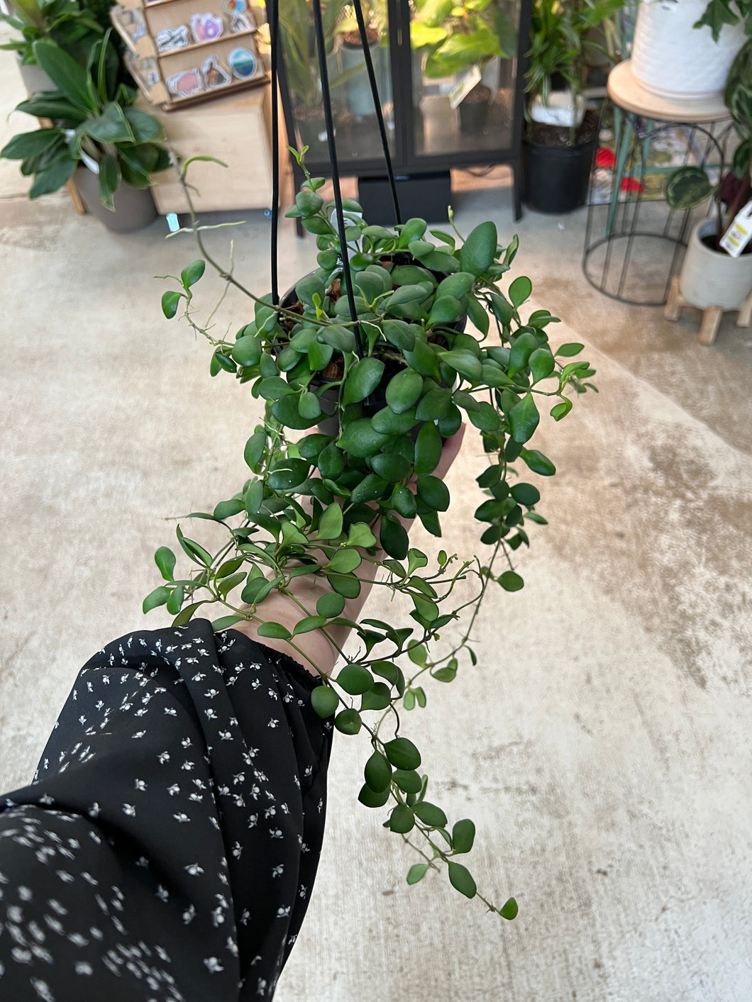 Hoya heuschkeliana green 5
